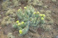 Yellow prickly pear